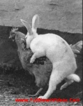 funny-picture-2861