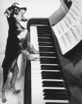 ANIMAL10