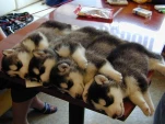 funny-picture-4344