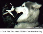 funny-picture-1555