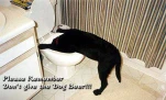 funny-picture-3973