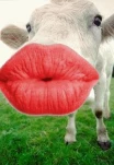 funny-picture-4568