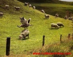 funny-picture-849