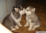 funny-picture-629