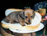 funny-picture-3246