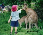 KANGAROO