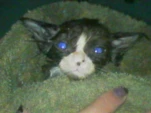 gremlin kitty