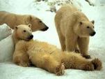 funny-picture-763