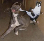 matrixcat5fl188ai3