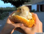 realchickensandwhichpp2