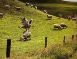 funny-picture-217