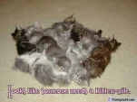 funny-picture-2142