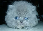 funny-picture-2937