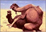 funny-picture-3271