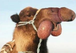 funny-picture-5272