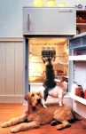 funny-picture-3954