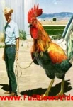 funny-picture-450