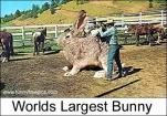 funny-picture-5365