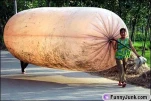 funny-picture-3343