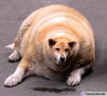 funny-picture-2966