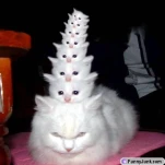 funny-picture-934