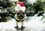 SANTAPUG