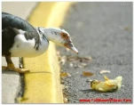 funny-picture-4676