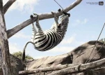 funny-picture-4527