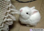 funny-picture-5130