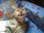 smile sparkplug