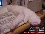 funny-picture-3358