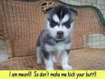 MEAN