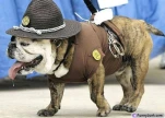 bulldogcopzf8