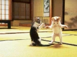 funny-picture-3556