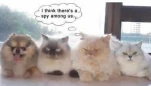 funny-picture-4403