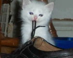 funny-picture-2973