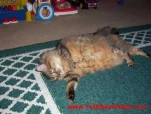 funny-picture-4033