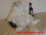 funny-picture-1527