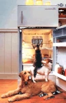 funny-picture-3700