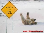 funny-picture-749