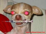 funny-picture-525