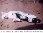 funny-picture-1758