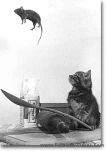 funny-picture-1942
