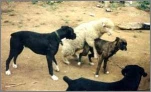 funny-picture-1086
