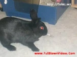 funny-picture-895