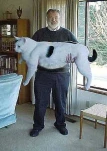 funny-picture-359