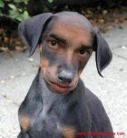 funny-picture-4484