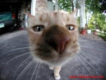 funny-picture-535