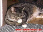 funny-picture-992