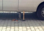 funny-picture-686